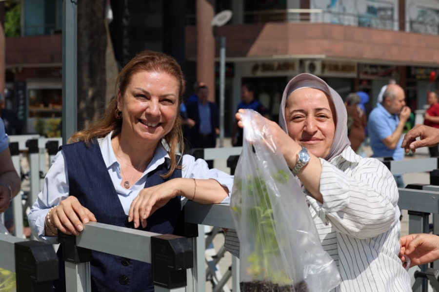 Safranbolu'da 100 bin maniye fidesi halka dağıtıldı, vatandaşlar 